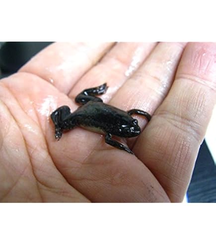 Amazon | (生き餌)アフリカツメガエル Sサイズ ※死着保証分10%添付 (50